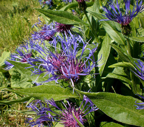 Fiori dalla Norvegia